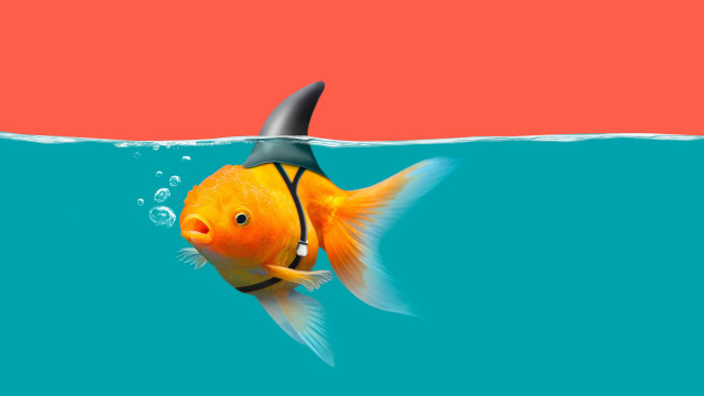 Goldfish sharkfin water red blue free wallpaper - medium preview image