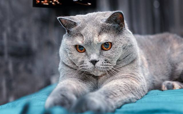 Cat bluetablet blurry background shabinu free wallpaper - medium preview image