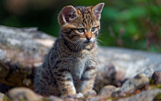 Small kitten rock tree grass free wallpaper - medium preview image