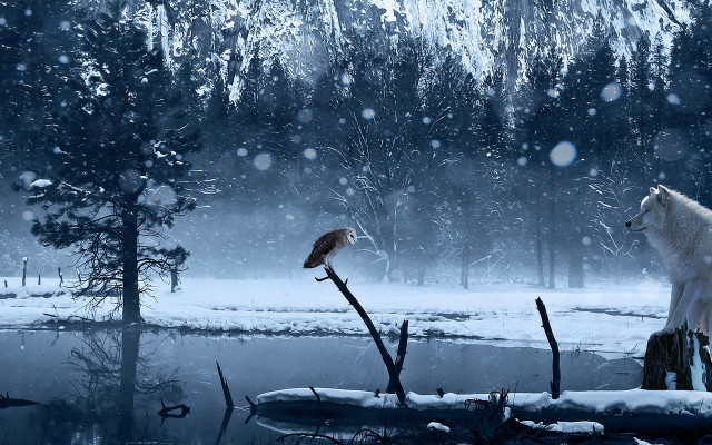 White wolf bird snow aurora free wallpaper - medium preview image