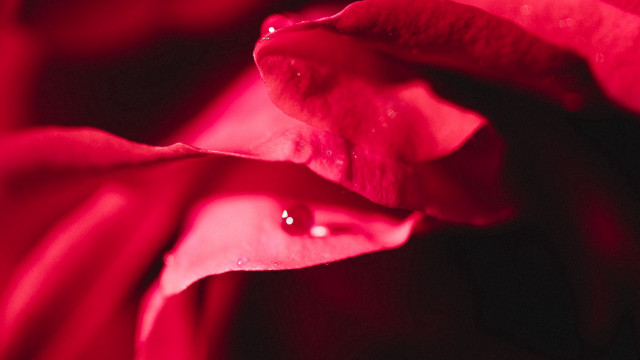 Red flower water droplets black #2 free wallpaper - medium preview image
