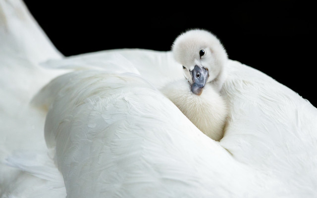 White swan blue beak black free wallpaper - medium preview image