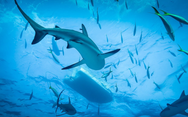 Sharks diver ocean bubbles caustics free wallpaper - medium preview image