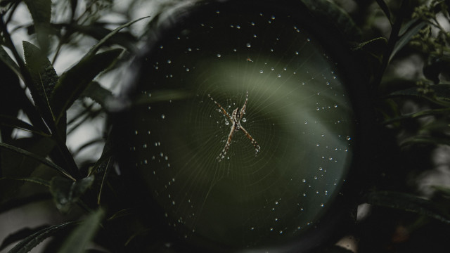 Magnifying glass spider tree branch free wallpaper - medium preview image