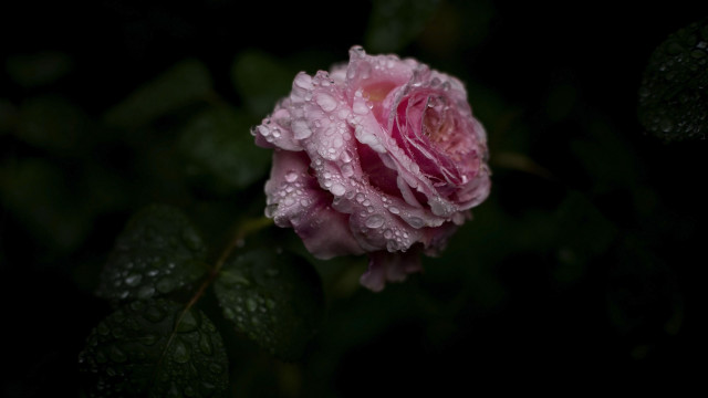 Pink rose water droplets macro #16 free wallpaper - medium preview image