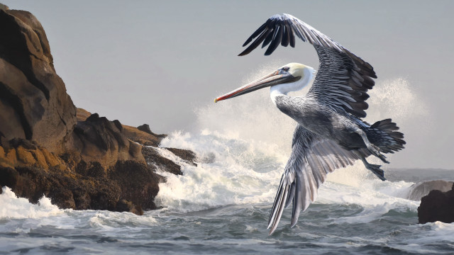 Bird flying over water rocky free wallpaper - medium preview image