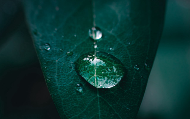 Water drop green leaf macro #4 free wallpaper - medium preview image
