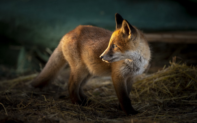 Fox closed eyes dog in free wallpaper - medium preview image