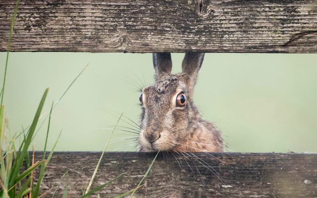 Rabbit fence grass green background free wallpaper - medium preview image