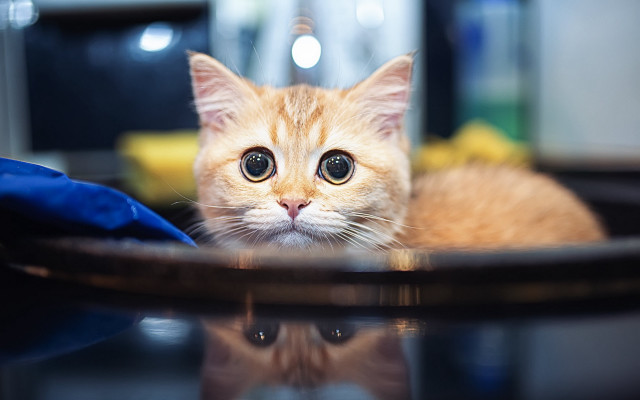 Orange kitten table blue cloth free wallpaper - medium preview image