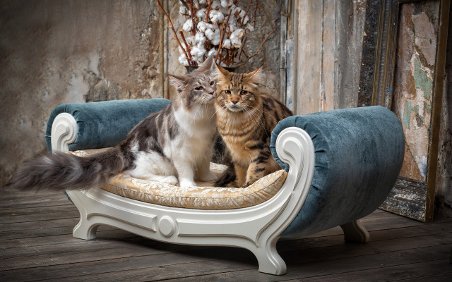 Two cats chair peeling paint free wallpaper - medium preview image