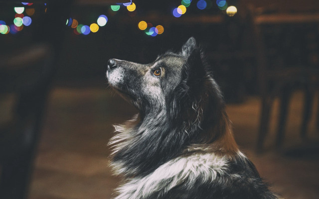 Dog lights christmas bokeh food free wallpaper - medium preview image