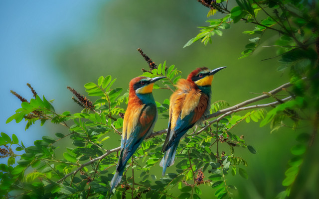 Colorful birds on branch nature free wallpaper - medium preview image