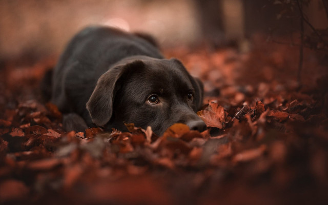 Black dog leaves forest autumn free wallpaper - medium preview image