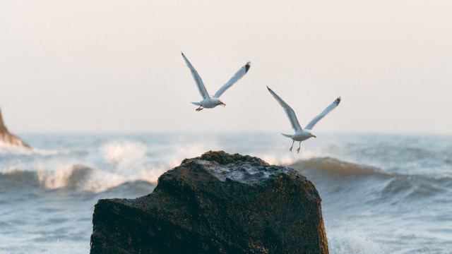 Seagulls rock ocean waves beach free wallpaper - medium preview image