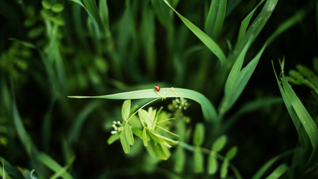 Bug on green leafy plant free wallpaper - medium preview image