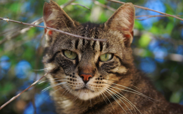 Cat tree serious eyes blurry free wallpaper - medium preview image