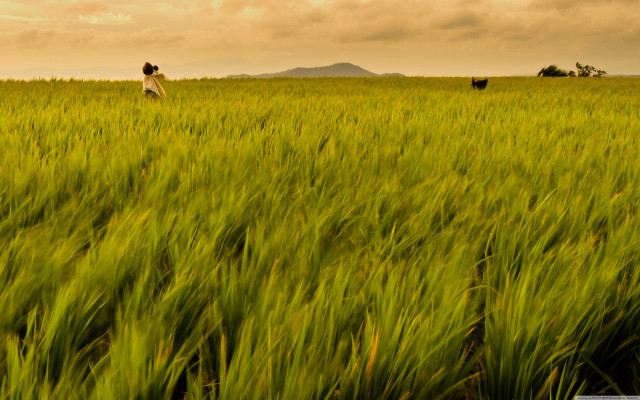 Person walking field tall grass free wallpaper - medium preview image