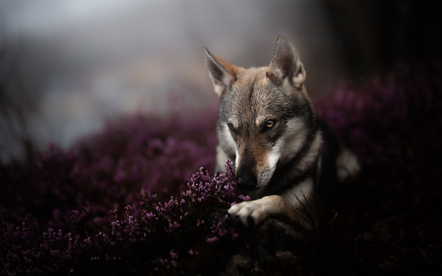 Wolf purple flowers resting portrait free wallpaper - medium preview image