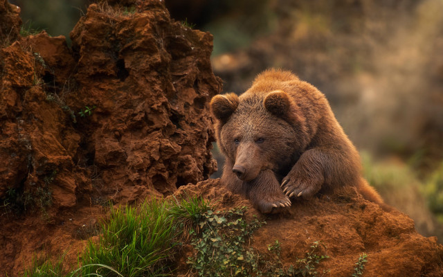Brown bear rock tree grass free wallpaper - medium preview image