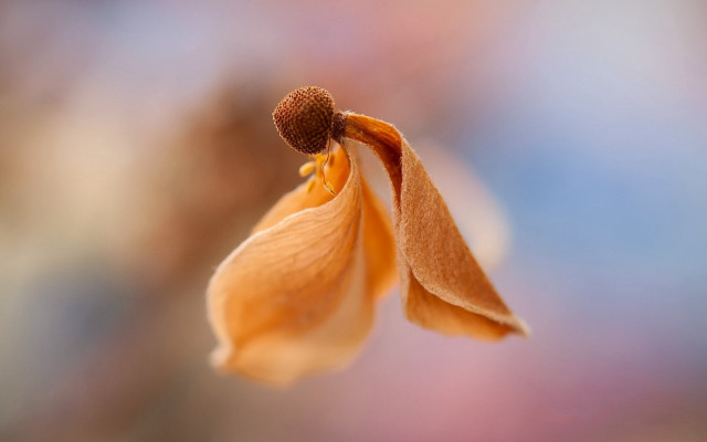 Flower macro blurry background art free wallpaper - medium preview image