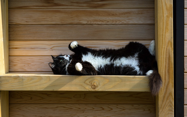 Black and white cat shelf free wallpaper - medium preview image