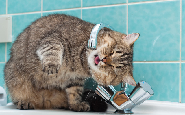 Cat drinking water faucet bathroom #2 free wallpaper - medium preview image