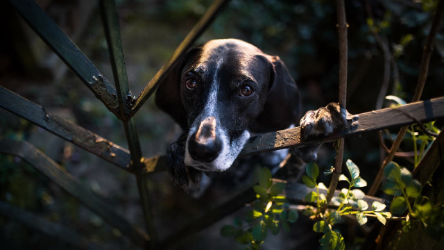 Dog looking over fence sad free wallpaper - medium preview image