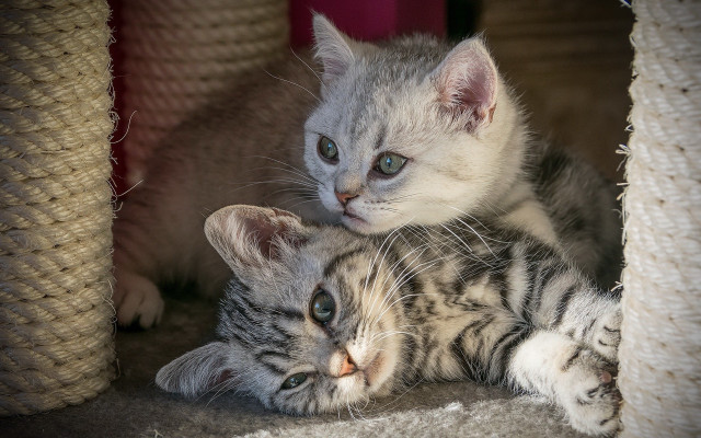 Two kittens blue eyes carpet free wallpaper - medium preview image