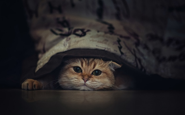 Cat hiding under blanket blue free wallpaper - medium preview image