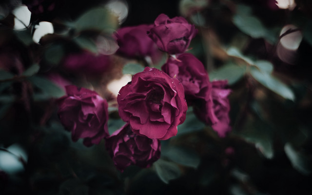 Purple roses night blur leaves free wallpaper - medium preview image