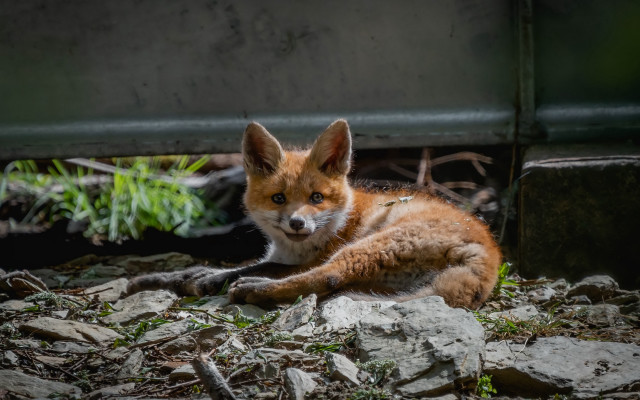 Small fox rocks metal grass free wallpaper - medium preview image