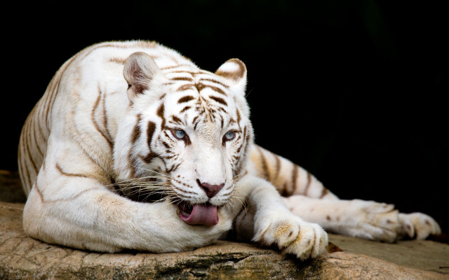 White tiger rock mouth tongue free wallpaper - medium preview image