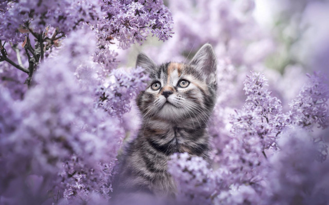 Kitten purple flower spring blossoms free wallpaper - medium preview image