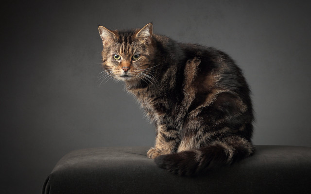 Cat black chair dark background free wallpaper - medium preview image