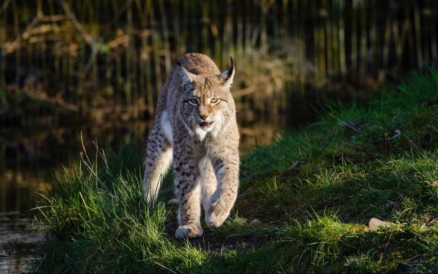 Lynx grassy hill water reeds free wallpaper - medium preview image