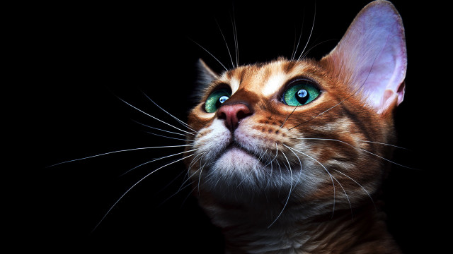 Cat green eyes looking up free wallpaper - medium preview image