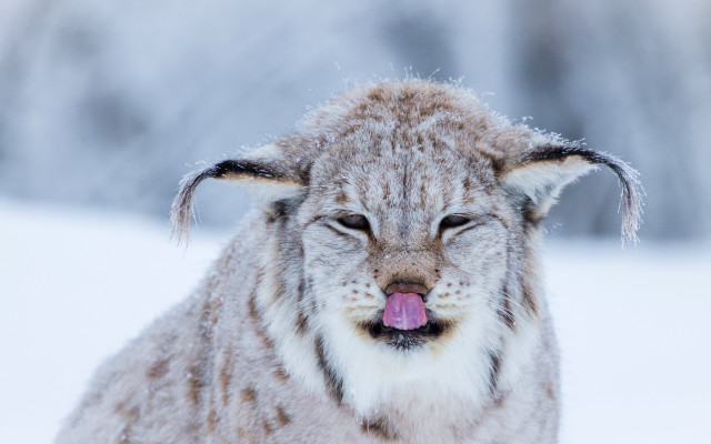 Snow covered dog tongue out free wallpaper - medium preview image