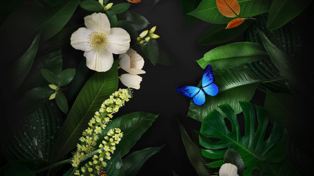 Blue butterfly green plant white free wallpaper - medium preview image
