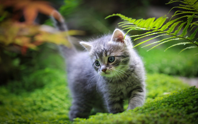 Small kitten forest curious animal free wallpaper - medium preview image