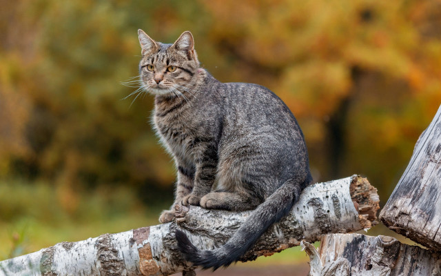 Cat branch forest blurry photorealistic free wallpaper - medium preview image