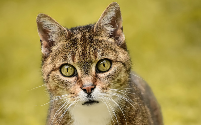 Cat green eyes grass background free wallpaper - medium preview image