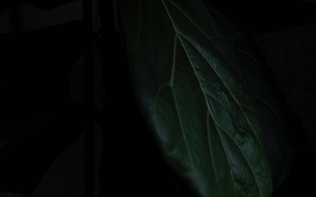 Green leaf dark cave raytraced free wallpaper - medium preview image
