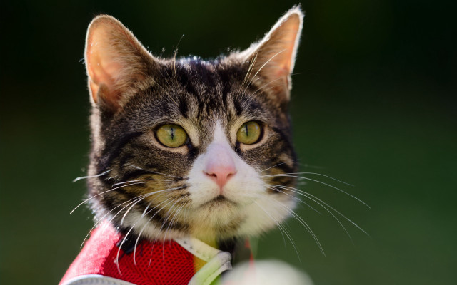 Black cat green eye whiskers free wallpaper - medium preview image