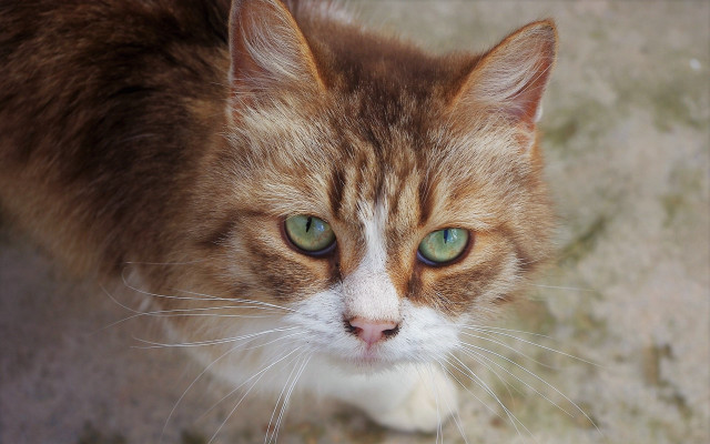 Cat green eyes looking up #6 free wallpaper - medium preview image