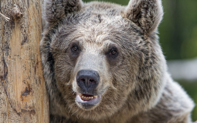 Brown bear smiling camera grass free wallpaper - medium preview image