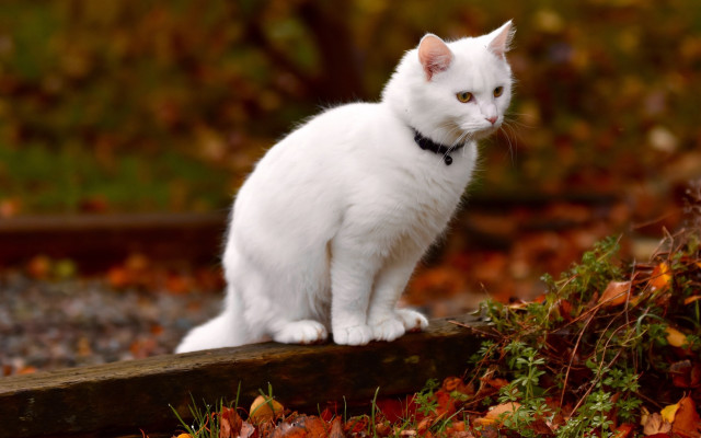White cat wooden post garden free wallpaper - medium preview image