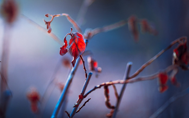 Red flower branch background shallow free wallpaper - medium preview image
