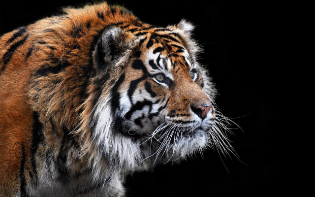 Tiger white stripe left facing free wallpaper - medium preview image