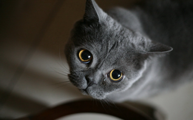 Black cat looking up rounded free wallpaper - medium preview image